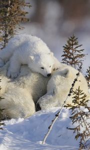 Preview wallpaper polar bears, family, branches, snow