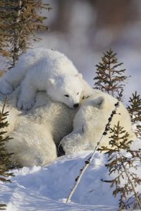 Preview wallpaper polar bears, family, branches, snow