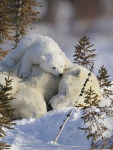 Preview wallpaper polar bears, family, branches, snow