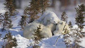Preview wallpaper polar bears, family, branches, snow