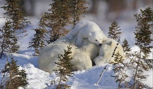 Preview wallpaper polar bears, family, branches, snow