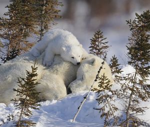 Preview wallpaper polar bears, family, branches, snow