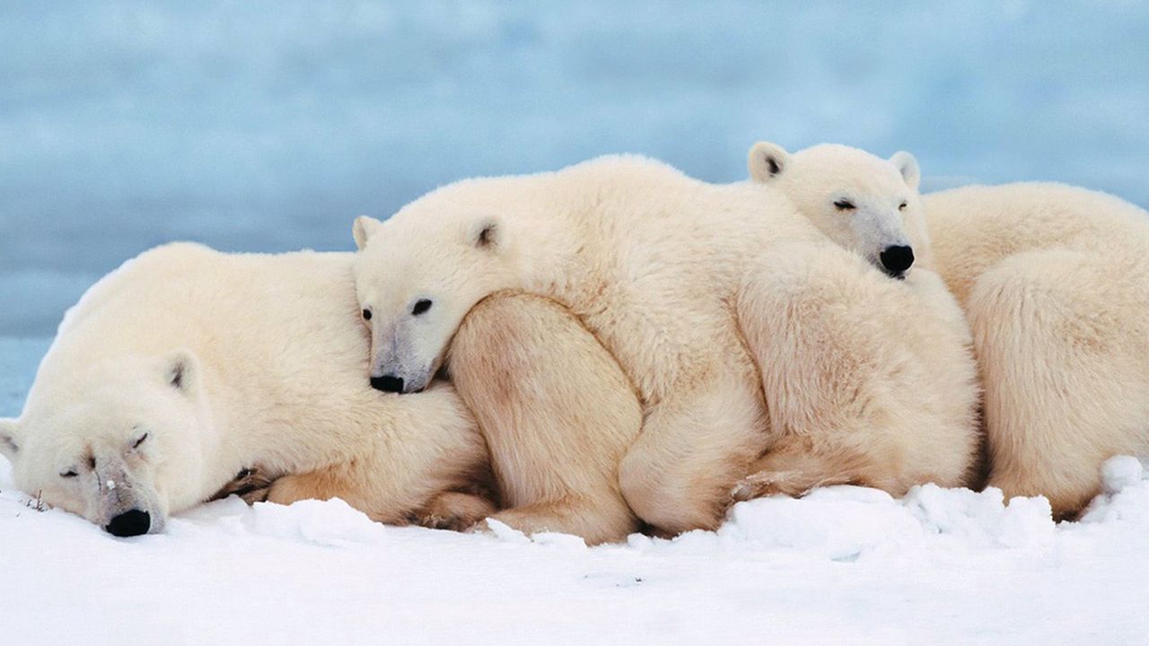 Wallpaper polar bears, family, cub, sleep