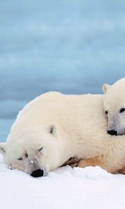 Preview wallpaper polar bears, family, cub, sleep