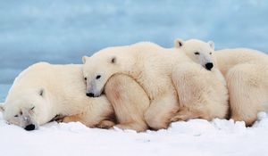 Preview wallpaper polar bears, family, cub, sleep