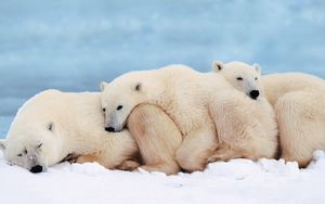 Preview wallpaper polar bears, family, cub, sleep