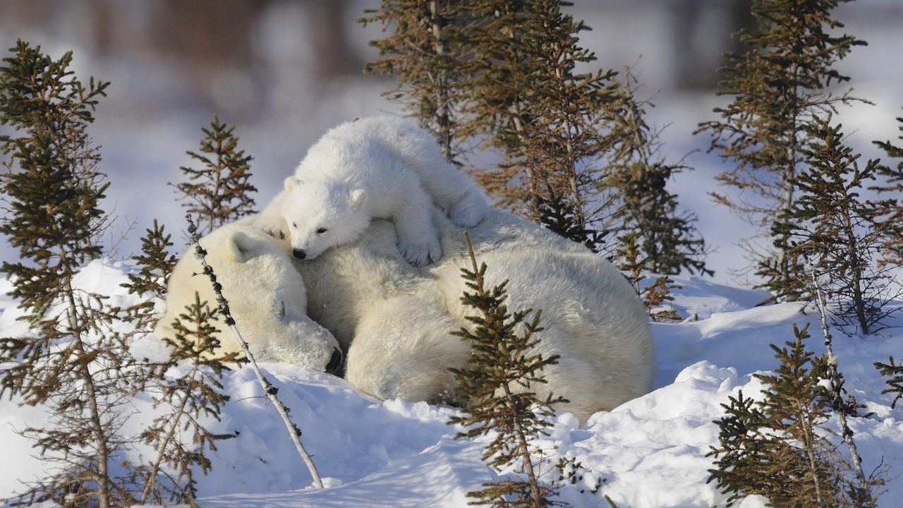 Wallpaper polar bears, family, snow, grass, care