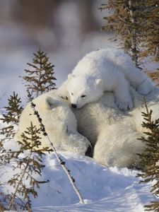 Preview wallpaper polar bears, family, snow, grass, care
