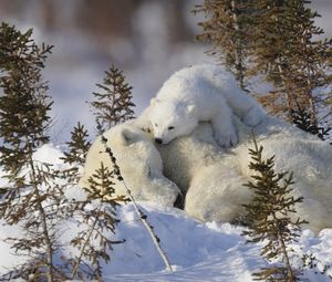 Preview wallpaper polar bears, family, snow, grass, care
