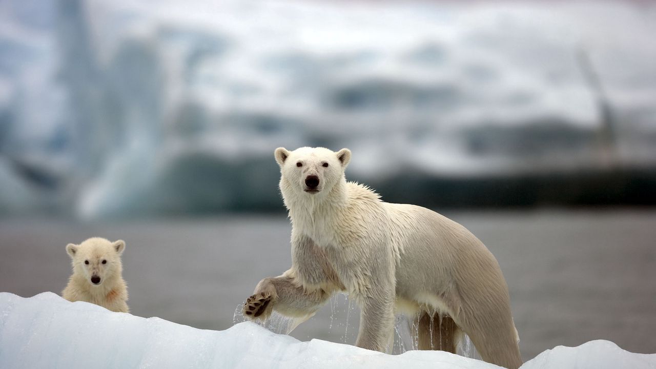 Wallpaper polar bears, family, walk, snow, arctic