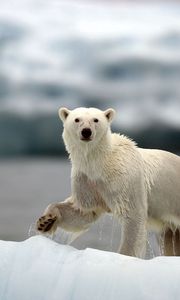 Preview wallpaper polar bears, family, walk, snow, arctic