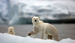 Preview wallpaper polar bears, family, walk, snow, arctic