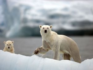 Preview wallpaper polar bears, family, walk, snow, arctic