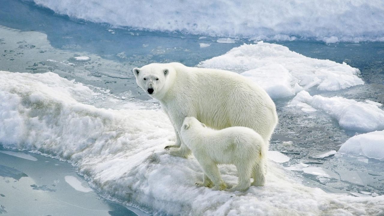 Wallpaper polar bears, ice, baby