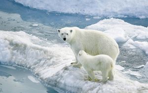 Preview wallpaper polar bears, ice, baby