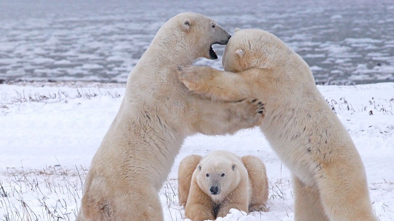 Wallpaper polar bears, pack, fight