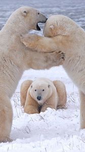 Preview wallpaper polar bears, pack, fight