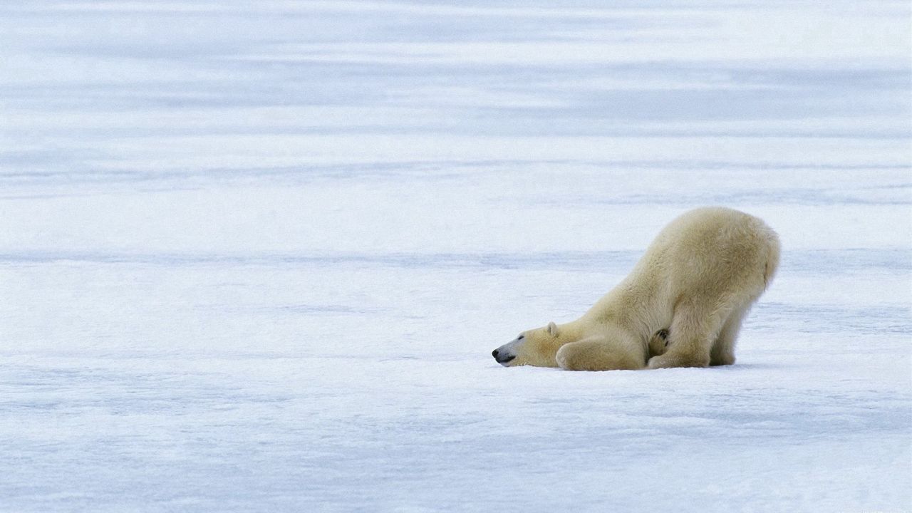 Wallpaper polar bears, playful, snow, ice