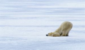Preview wallpaper polar bears, playful, snow, ice