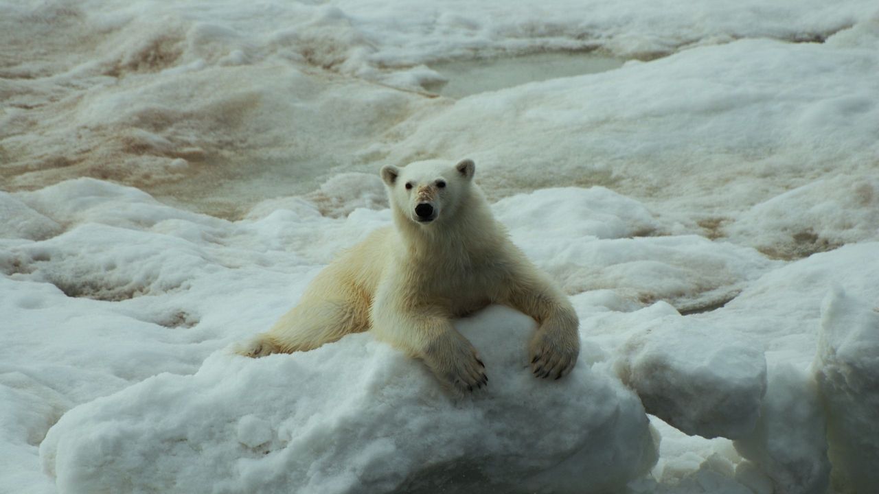 Wallpaper polar bears, rocks, snow, lying