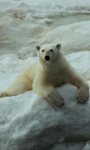 Preview wallpaper polar bears, rocks, snow, lying