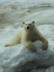 Preview wallpaper polar bears, rocks, snow, lying