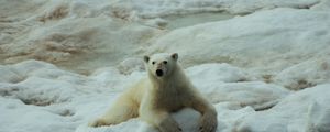 Preview wallpaper polar bears, rocks, snow, lying