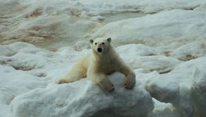 Preview wallpaper polar bears, rocks, snow, lying