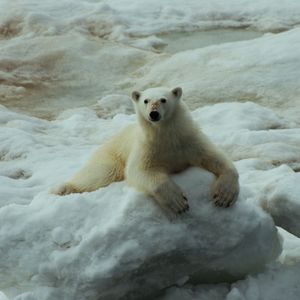 Preview wallpaper polar bears, rocks, snow, lying