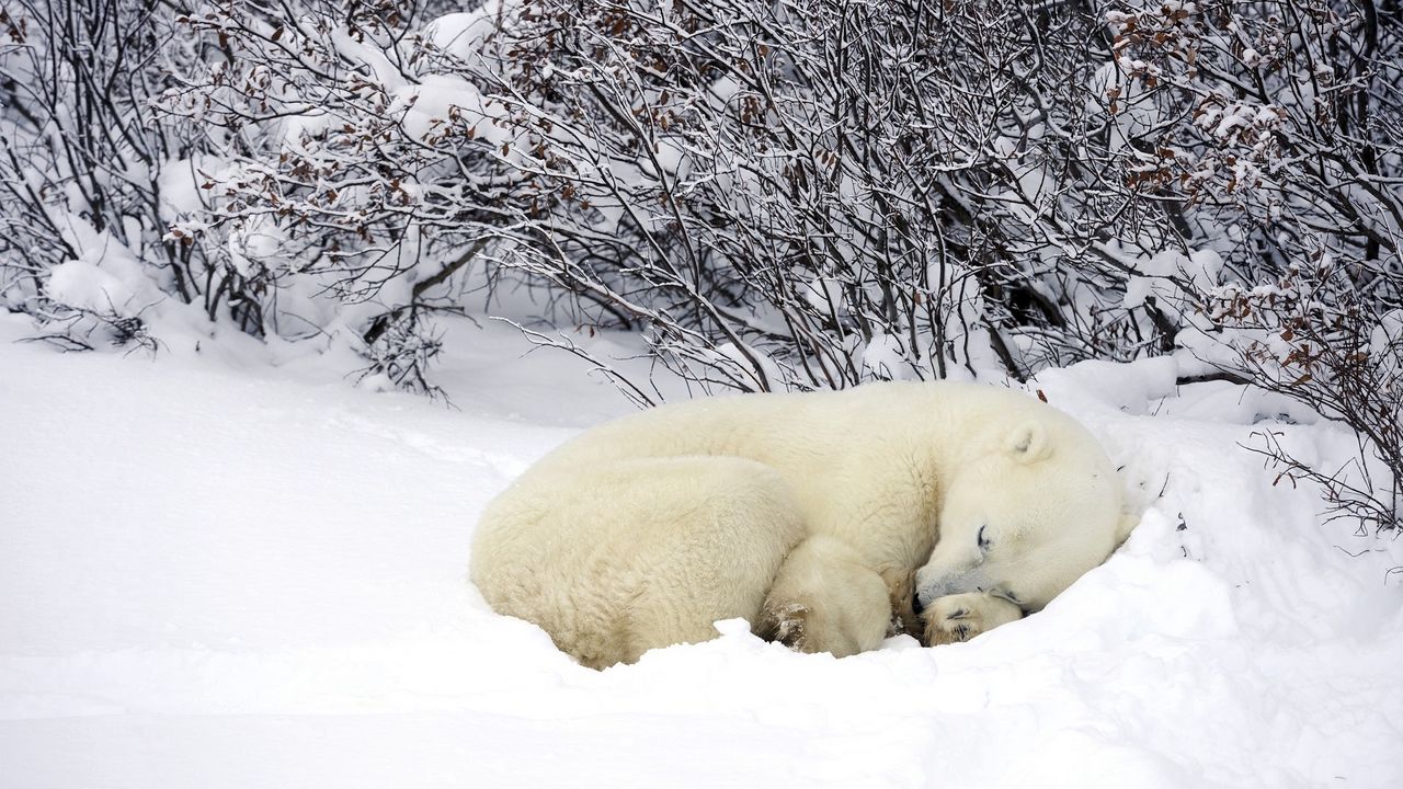 Wallpaper polar bears, sleeping, forest, snow, winter, warm
