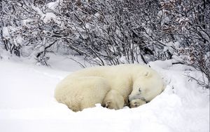 Preview wallpaper polar bears, sleeping, forest, snow, winter, warm