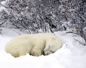 Preview wallpaper polar bears, sleeping, forest, snow, winter, warm