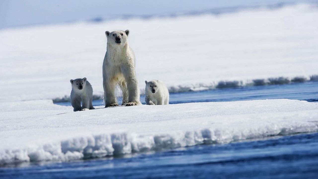 Wallpaper polar bears, snow, family, babies