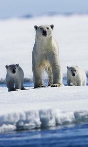 Preview wallpaper polar bears, snow, family, babies