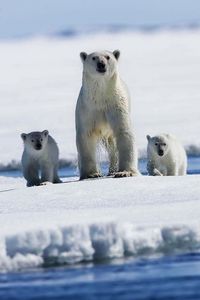 Preview wallpaper polar bears, snow, family, babies