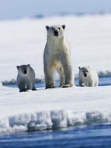 Preview wallpaper polar bears, snow, family, babies