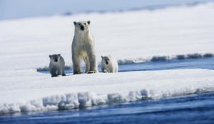 Preview wallpaper polar bears, snow, family, babies