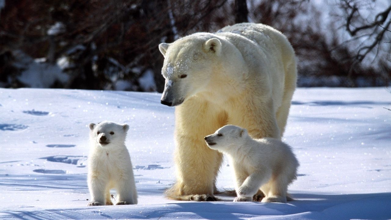 Wallpaper polar bears, snow, family, walk