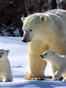 Preview wallpaper polar bears, snow, family, walk