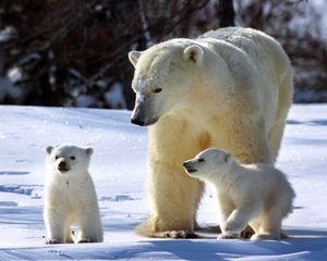 Preview wallpaper polar bears, snow, family, walk