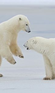 Preview wallpaper polar bears, snow, steam, walk