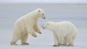 Preview wallpaper polar bears, snow, steam, walk