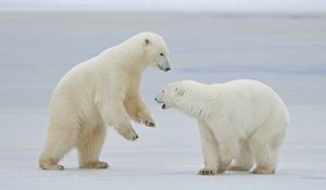 Preview wallpaper polar bears, snow, steam, walk