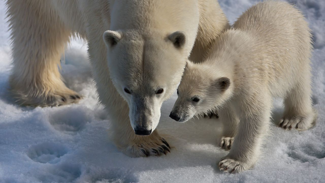 Wallpaper polar bears, snow, trail, walk, baby