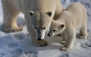 Preview wallpaper polar bears, snow, trail, walk, baby