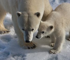Preview wallpaper polar bears, snow, trail, walk, baby