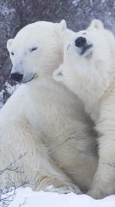Preview wallpaper polar bears, snow, winter, hugs, affection