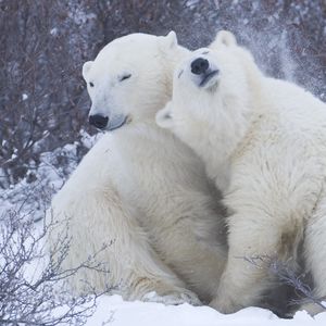 Preview wallpaper polar bears, snow, winter, hugs, affection