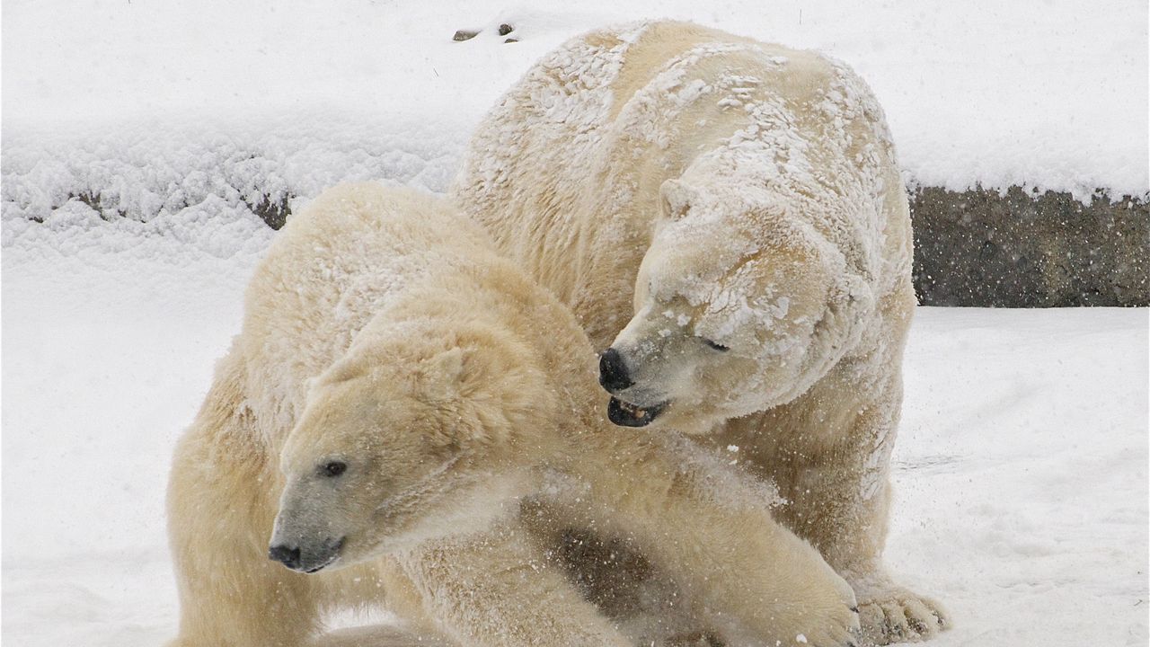 Wallpaper polar bears, snow, winter, bears