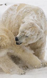 Preview wallpaper polar bears, snow, winter, bears